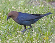 Brown headed Cowbird 3347